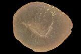 Fossil Shrimp (Peachocaris) Pos/Neg - Illinois #120904-2